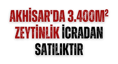 Akhisar'da 3.400m² zeytinlik icradan satılıktır