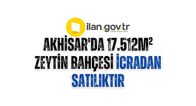 Akhisar'da 17.512m² zeytin bahçesi icradan satılıktır