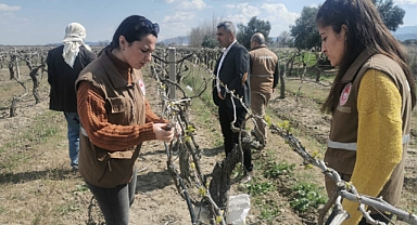 Akhisar'da bağları ve bademleri don vurdu
