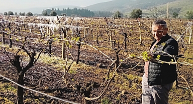 Üzüm bağlarına don vurdu, çiftçi kara kara düşünüyor