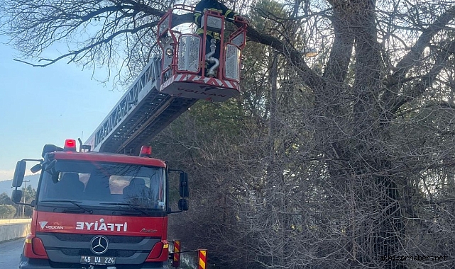 Akhisar'da Ağaçta Mahsur Kalan Vatandaşı İtfaiye Kurtardı