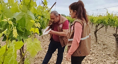 Akhisar İlçe Tarım ve Orman Müdürlüğü Ekipleri Bağları Denetledi