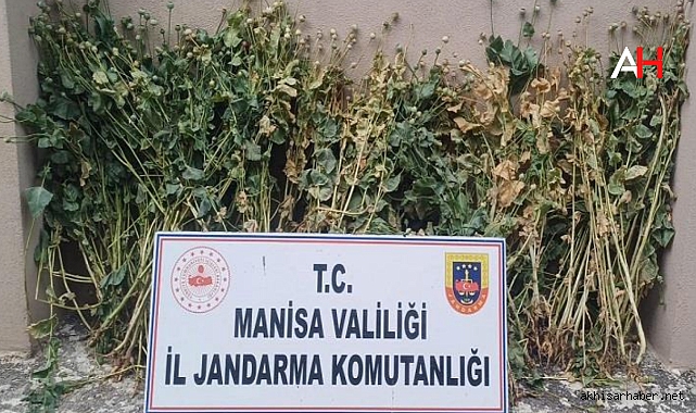 Akhisar'da 222 Kök Haşhaş Bitkisi Ele Geçirildi
