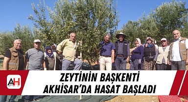 Zeytinin başkenti Akhisar'da hasat başladı