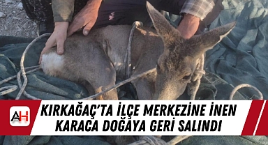 Kırkağaç'ta İlçe Merkezine İnen Karaca Doğaya Geri Salındı
