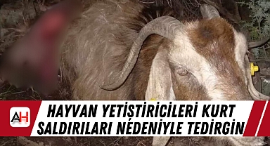 Kırkağaç'ta Küçükbaş Hayvan Yetiştiricileri Kurt Saldırıları Nedeniyle Tedirgin