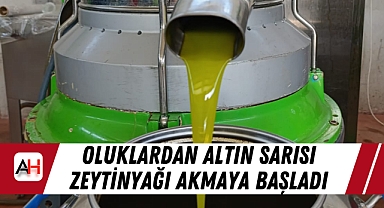 Oluklardan Altın Sarısı Zeytinyağı Akmaya Başladı