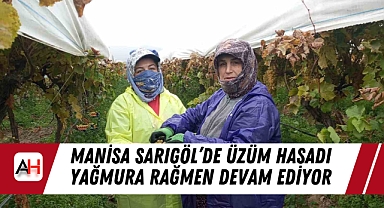Manisa Sarıgöl’de Üzüm Hasadı Yağmura Rağmen Devam Ediyor