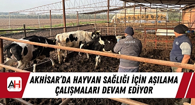 Akhisar'da Hayvan Sağlığı İçin Aşılama Çalışmaları Devam Ediyor