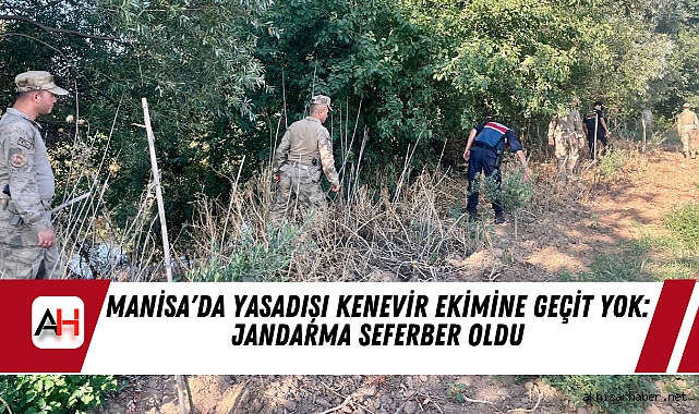 Manisa'da Yasadışı Kenevir Ekimine Geçit Yok: Jandarma Seferber Oldu