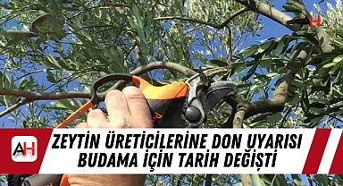 Zeytin üreticilerine don uyarısı Budama için tarih değişti