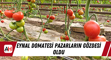 Eynal Domatesi pazarların gözdesi oldu