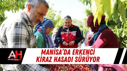Manisa’da Erkenci Kiraz Hasadı Sürüyor