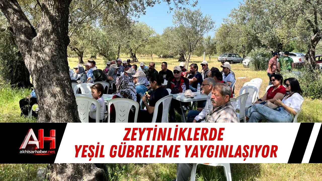 Zeytinliklerde Yeşil Gübreleme Yaygınlaşıyor