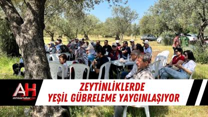 Zeytinliklerde Yeşil Gübreleme Yaygınlaşıyor
