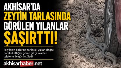 Akhisar’da Zeytin Tarlasında Görülen Yılanlar Şaşırttı