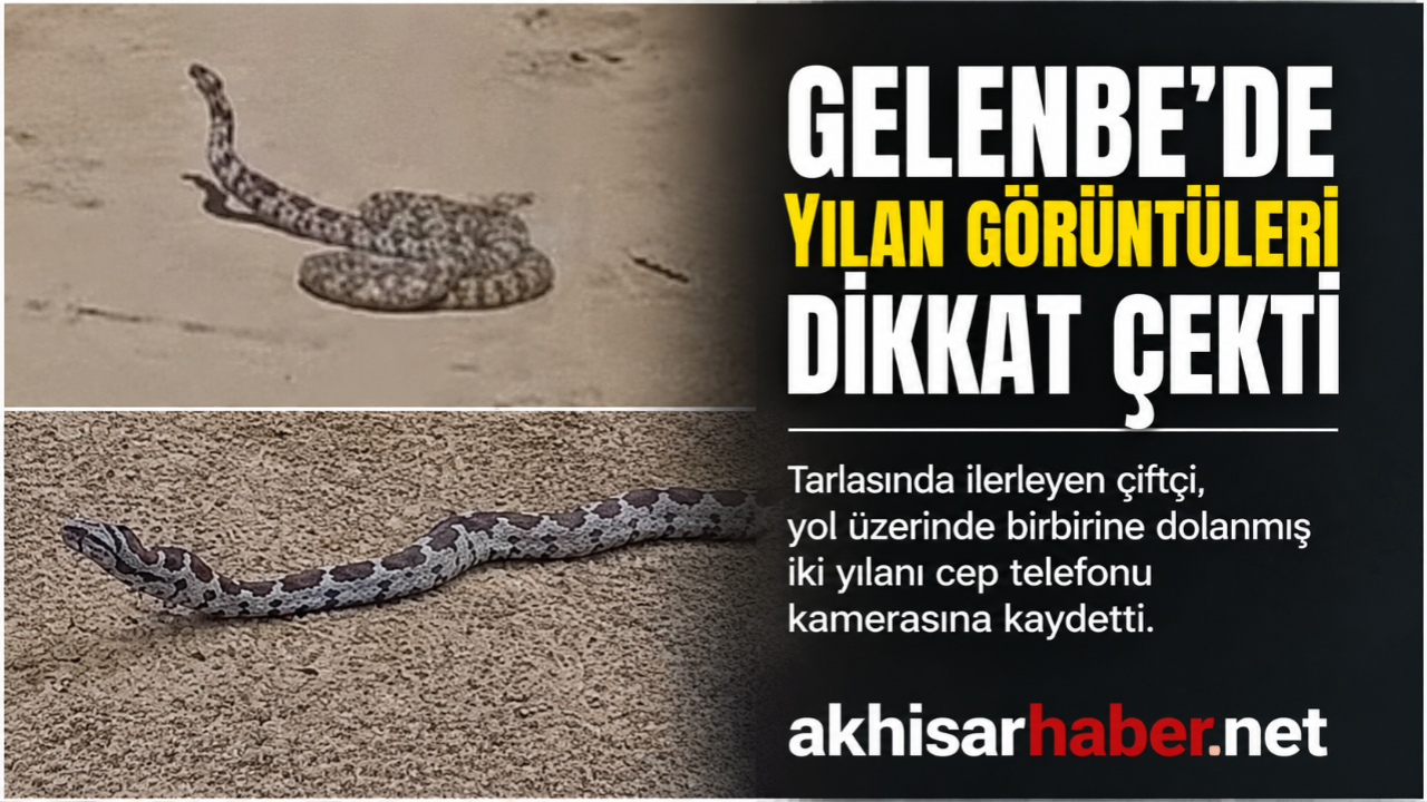Gelenbe’de Çiftçiyi Şaşkına Çeviren Yılan Görüntüsü