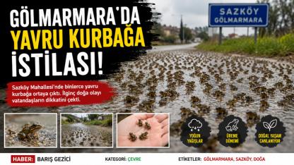 Gölmarmara'da yavru kurbağa istilası