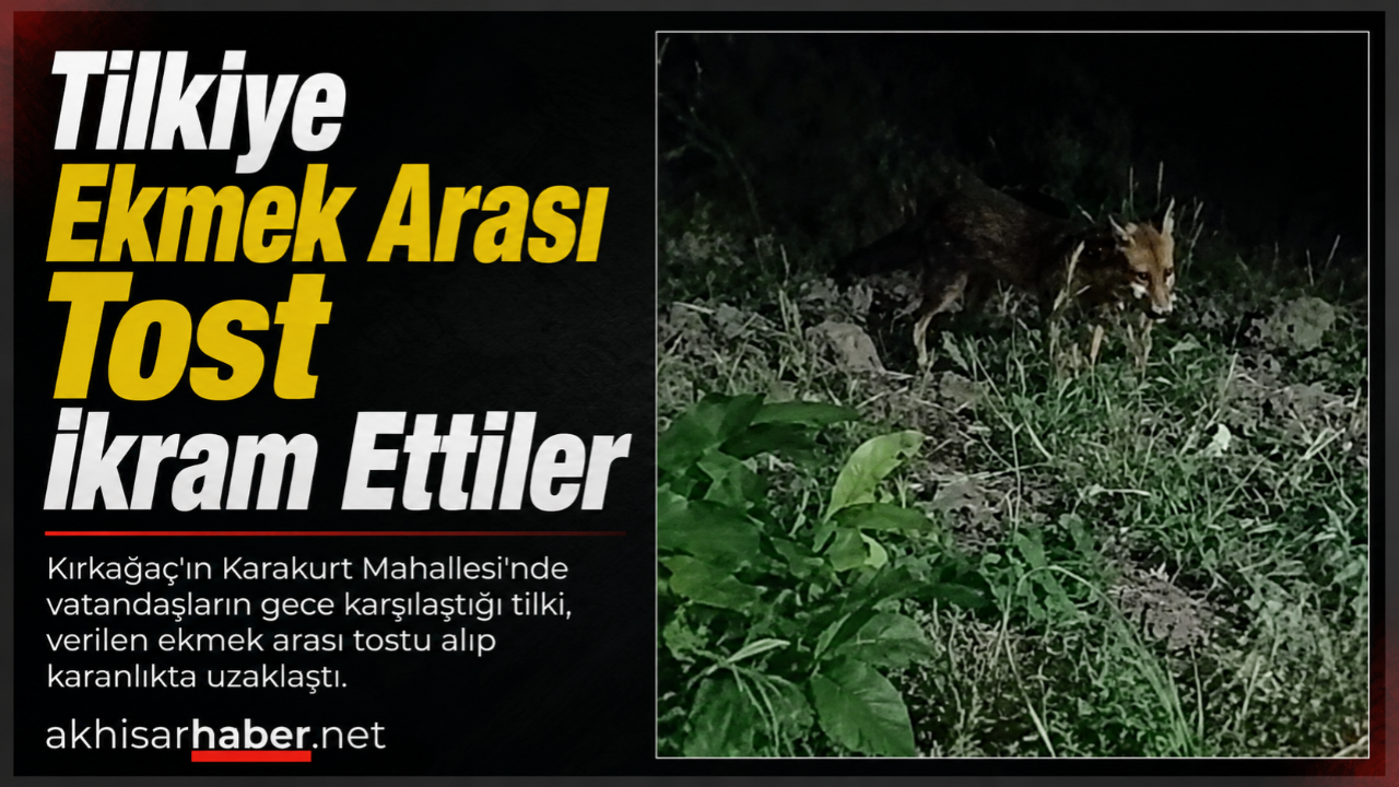 Kırkağaç’ta Gece Karşılarına Çıkan Tilkiye Tost İkram Ettiler