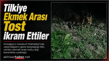 Kırkağaç’ta Gece Karşılarına Çıkan Tilkiye Tost İkram Ettiler