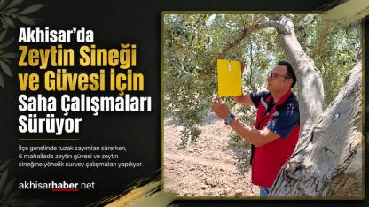 Akhisar’da Zeytin Sineği ve Güvesi İçin Saha Çalışmaları Sürüyor