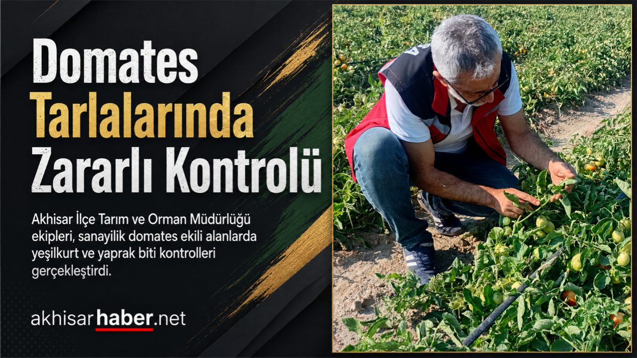 Domates Tarlalarında Zararlı Kontrolü Yapıldı