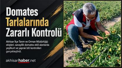 Domates Tarlalarında Zararlı Kontrolü Yapıldı